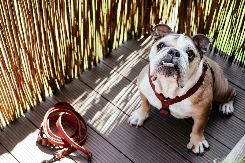 Ilustrasi Anjing Bulldog.(Foto: Pexels)