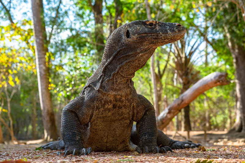 Komodo.(Foto: Pexels)