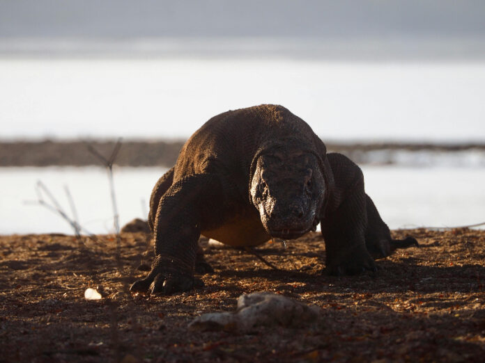 Komodo.(Foto: Pexels)