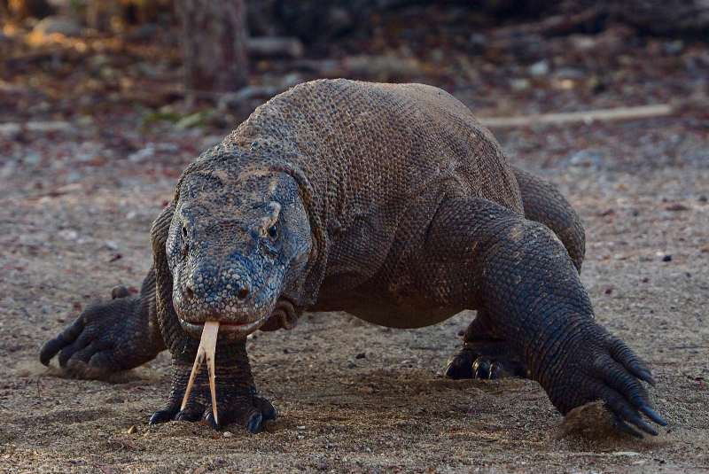 Komodo.(Foto: Pexels)