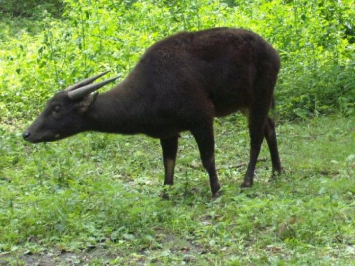 Anoa. (Foto: Istimewa)